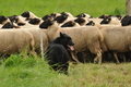 AAH Bundeshüten 2017 / Bild 20 von 352 / 09.09.2017 11:30 / DSC_0334.JPG