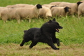 AAH Bundeshüten 2017 / Bild 49 von 352 / 09.09.2017 12:11 / DSC_0754.JPG