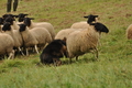 Vorschau von Bild 129 von 352