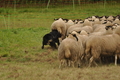 Vorschau von Bild 132 von 352