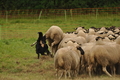 Vorschau von Bild 133 von 352