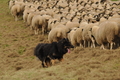 AAH Bundeshüten 2017 / Bild 161 von 352 / 09.09.2017 16:07 / DSC_2501.JPG