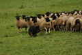 AAH Bundeshüten 2017 / Bild 240 von 352 / 10.09.2017 10:47 / DSC_4129.JPG