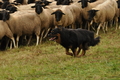 AAH Bundeshüten 2017 / Bild 251 von 352 / 10.09.2017 11:21 / DSC_4419.JPG