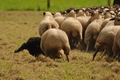 AAH Bundeshüten 2017 / Bild 313 von 352 / 10.09.2017 14:27 / DSC_5453.JPG