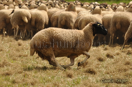 AAH Bundeshüten 2017 / Bild 321 von 352 / 10.09.2017 14:27 / DSC_5466.JPG