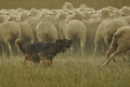 AAH Bundeshüten 2019 / Bild 87 von 88 / 08.09.2019 14:42 / DSC_2423.JPG