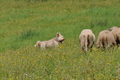 AAH Freundschaftshüten / Bild 59 von 76 / 27.07.2014 14:12 / DSC_8302.JPG