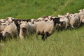 AAH Freundschaftshüten / Bild 67 von 76 / 27.07.2014 14:30 / DSC_8776.JPG