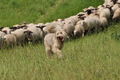 AAH Freundschaftshüten / Bild 68 von 76 / 27.07.2014 14:30 / DSC_8780.JPG