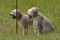 AAH Freundschaftshüten / Bild 72 von 76 / 27.07.2014 14:34 / DSC_8918.JPG