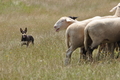 AAH Freundschaftshüten / Bild 74 von 76 / 27.07.2014 14:53 / DSC_9190.JPG