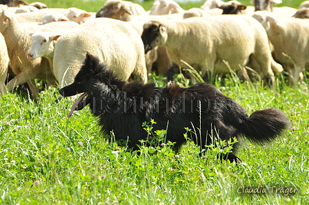 AAH Freundschaftshüten / Bild 32 von 124 / 23.07.2017 10:51 / DSC_3337.JPG