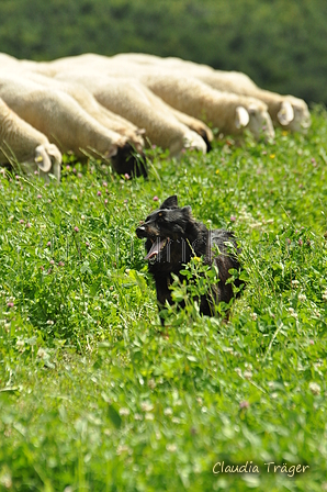 AAH Freundschaftshüten / Bild 102 von 124 / 23.07.2017 14:24 / DSC_5162.JPG