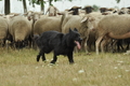 AAH Freundschaftshüten / Bild 32 von 151 / 29.07.2018 10:56 / DSC_7453.JPG