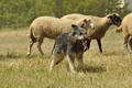 AAH Freundschaftshüten / Bild 91 von 151 / 29.07.2018 13:14 / DSC_8880.JPG