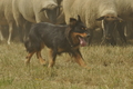 Vorschau von Bild 131 von 151