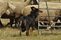 Vorschau von Bild 133 von 151