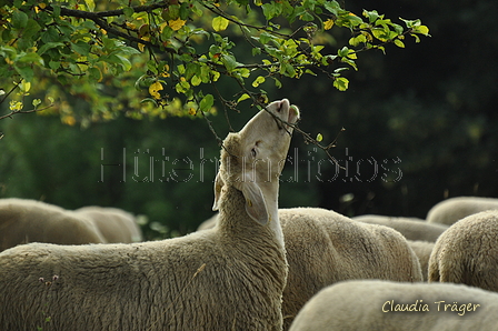 AAH Freundschaftshüten / Bild 1 von 88 / 28.07.2019 08:40 / DSC_4760.JPG