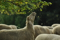 AAH Freundschaftshüten / Bild 1 von 88 / 28.07.2019 08:40 / DSC_4760.JPG