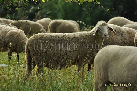 AAH Freundschaftshüten / Bild 2 von 88 / 28.07.2019 08:40 / DSC_4761.JPG