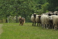 AAH Freundschaftshüten / Bild 15 von 88 / 28.07.2019 10:09 / DSC_5596.JPG