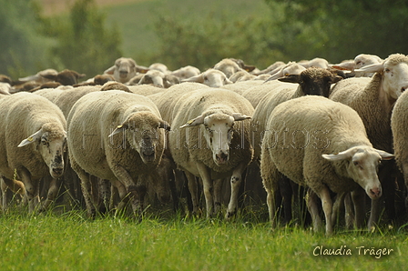 AAH Freundschaftshüten / Bild 31 von 88 / 28.07.2019 11:00 / DSC_6265.JPG