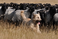 AAH Niedersachsen Landeshüten 2014 / Bild 7 von 83 / 24.08.2014 10:27 / DSC_5583.JPG