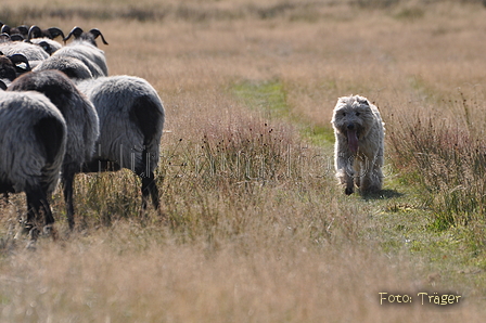 AAH Niedersachsen Landeshüten 2014 / Bild 8 von 83 / 24.08.2014 10:29 / DSC_5647.JPG