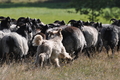 AAH Niedersachsen Landeshüten 2014 / Bild 10 von 83 / 24.08.2014 10:31 / DSC_5711.JPG