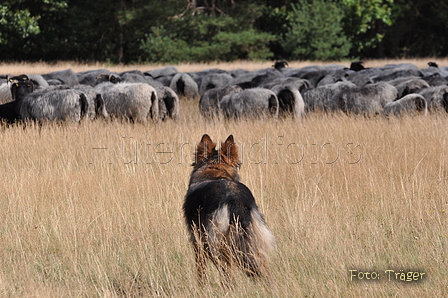 AAH Niedersachsen Landeshüten 2014 / Bild 28 von 83 / 24.08.2014 12:09 / DSC_6533.JPG