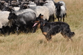 AAH Niedersachsen Landeshüten 2014 / Bild 51 von 83 / 24.08.2014 14:20 / DSC_7390.JPG