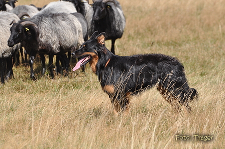 AAH Niedersachsen Landeshüten 2014 / Bild 52 von 83 / 24.08.2014 14:20 / DSC_7397.JPG