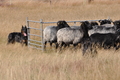 AAH Niedersachsen Landeshüten 2014 / Bild 56 von 83 / 24.08.2014 14:23 / DSC_7492.JPG