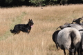 AAH Niedersachsen Landeshüten 2014 / Bild 59 von 83 / 24.08.2014 14:41 / DSC_7714.JPG