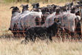 AAH Niedersachsen Landeshüten 2014 / Bild 60 von 83 / 24.08.2014 14:42 / DSC_7727.JPG