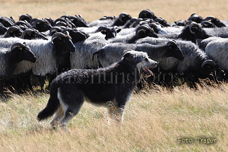 AAH Niedersachsen Landeshüten 2014 / Bild 64 von 83 / 24.08.2014 15:57 / DSC_8026.JPG