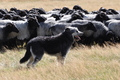 AAH Niedersachsen Landeshüten 2014 / Bild 64 von 83 / 24.08.2014 15:57 / DSC_8026.JPG