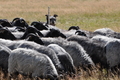 AAH Niedersachsen Landeshüten 2014 / Bild 65 von 83 / 24.08.2014 15:57 / DSC_8047.JPG