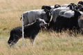 AAH Niedersachsen Landeshüten 2014 / Bild 66 von 83 / 24.08.2014 15:58 / DSC_8053.JPG