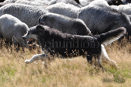 AAH Niedersachsen Landeshüten 2014 / Bild 67 von 83 / 24.08.2014 15:59 / DSC_8107.JPG