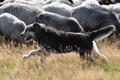 AAH Niedersachsen Landeshüten 2014 / Bild 67 von 83 / 24.08.2014 15:59 / DSC_8107.JPG