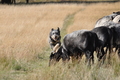 AAH Niedersachsen Landeshüten 2014 / Bild 74 von 83 / 24.08.2014 16:08 / DSC_8442.JPG