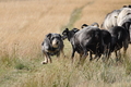 AAH Niedersachsen Landeshüten 2014 / Bild 76 von 83 / 24.08.2014 16:08 / DSC_8445.JPG