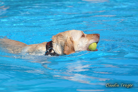 Hundeschwimmen / Bild 1 von 187 / 10.09.2016 11:28 / DSC_8426.JPG