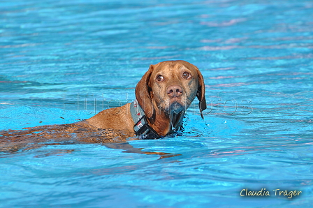 Hundeschwimmen / Bild 3 von 187 / 10.09.2016 11:29 / DSC_8437.JPG