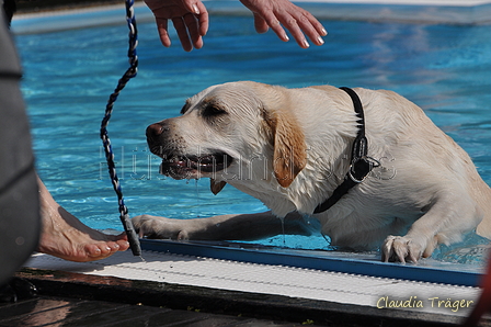 Hundeschwimmen / Bild 10 von 187 / 10.09.2016 11:36 / DSC_8520.JPG