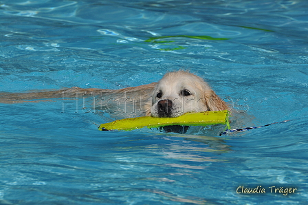 Hundeschwimmen / Bild 16 von 187 / 10.09.2016 11:39 / DSC_8575.JPG