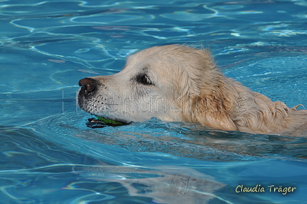 Hundeschwimmen / Bild 22 von 187 / 10.09.2016 11:40 / DSC_8612.JPG