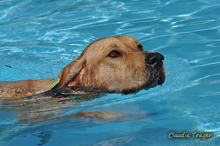 Hundeschwimmen / Bild 24 von 187 / 10.09.2016 11:43 / DSC_8659.JPG